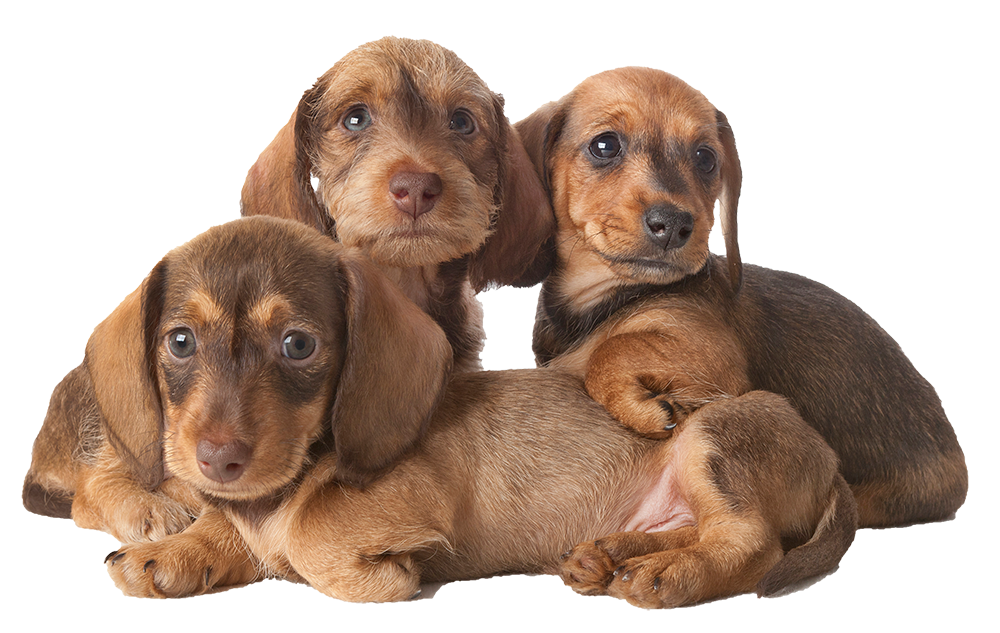 dachshund puppies