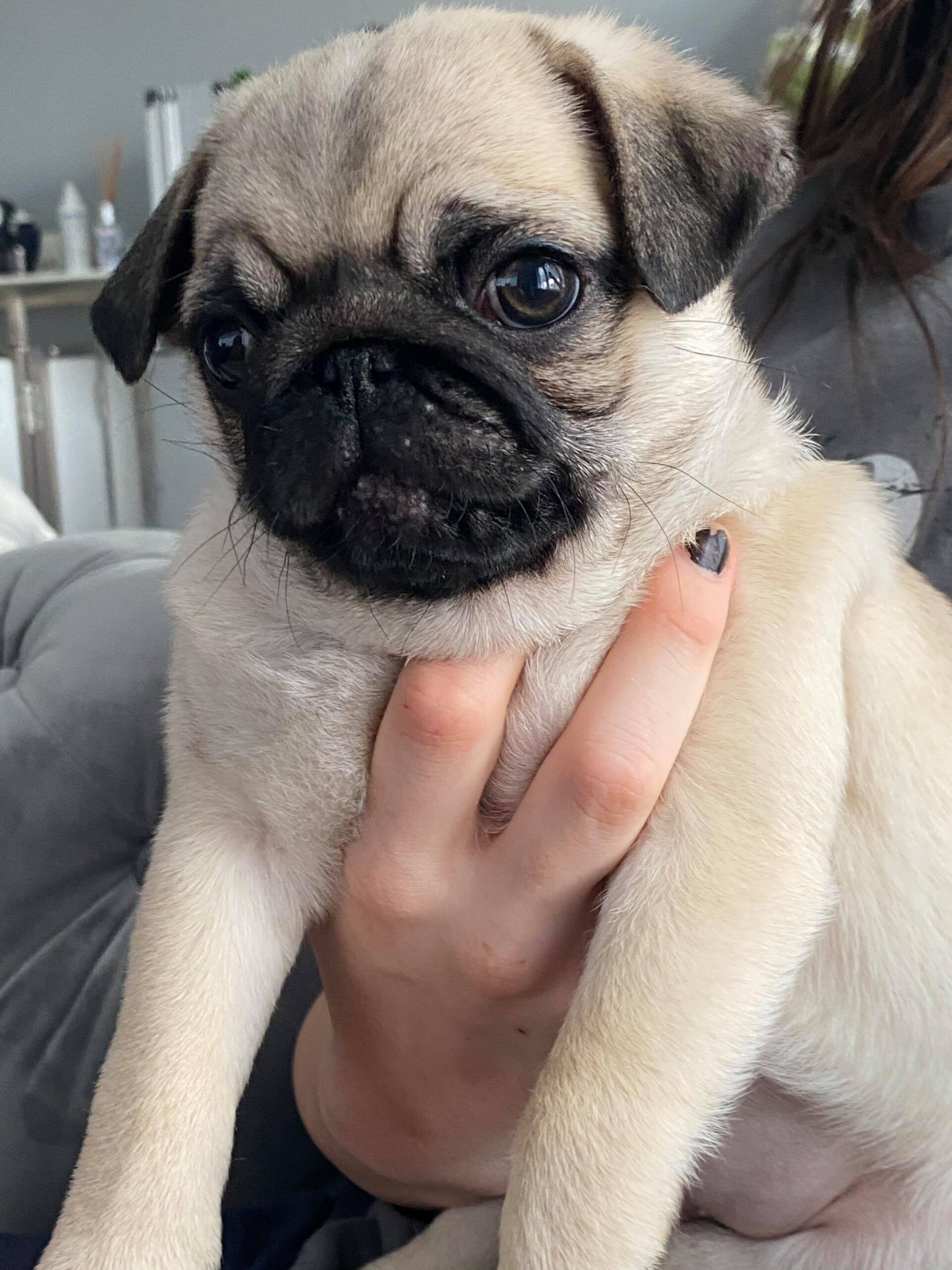189185985_209922490981627_2313312068299448522_n Fawn Pug Stud in Preston