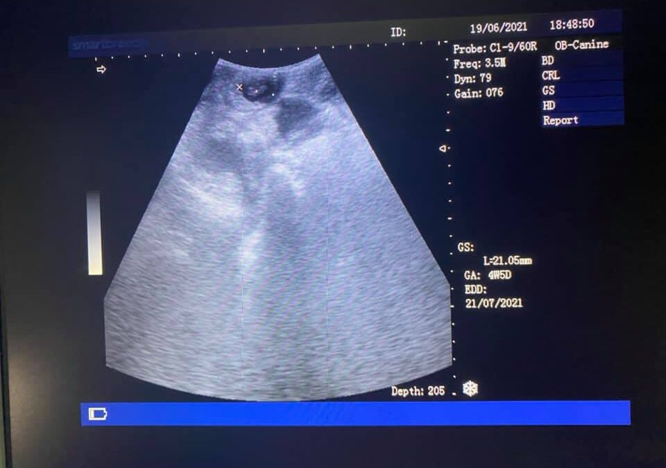 Dog Ultrasound Scan in Preston