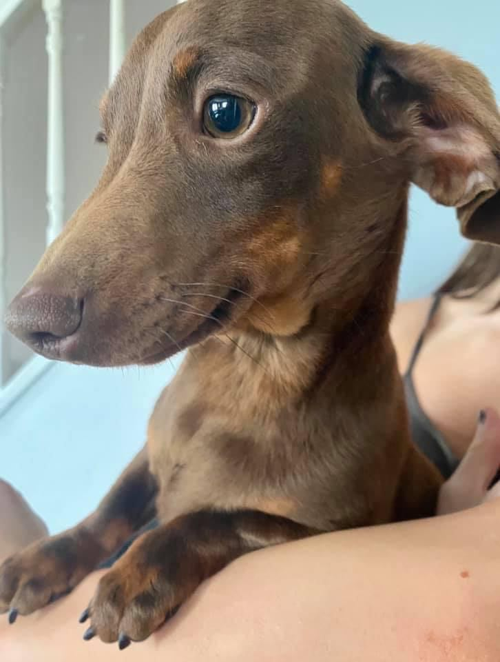 206779941_331314605369806_555065863179749349_n Miniature Dachshund Stud in Preston