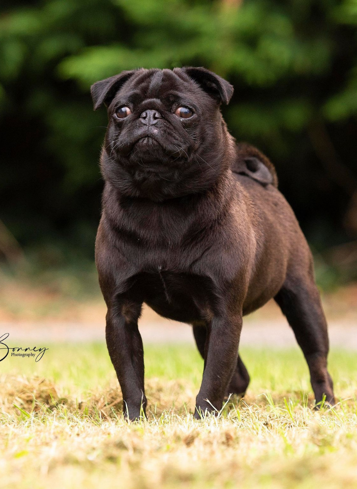 Untitled design (90) Black Pug Stud in Preston