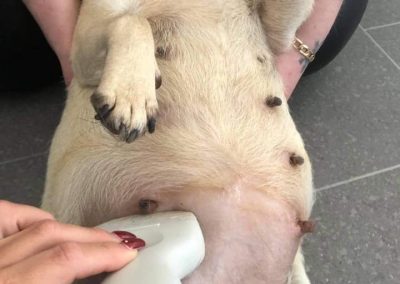 Canine Ultrasound in Preston