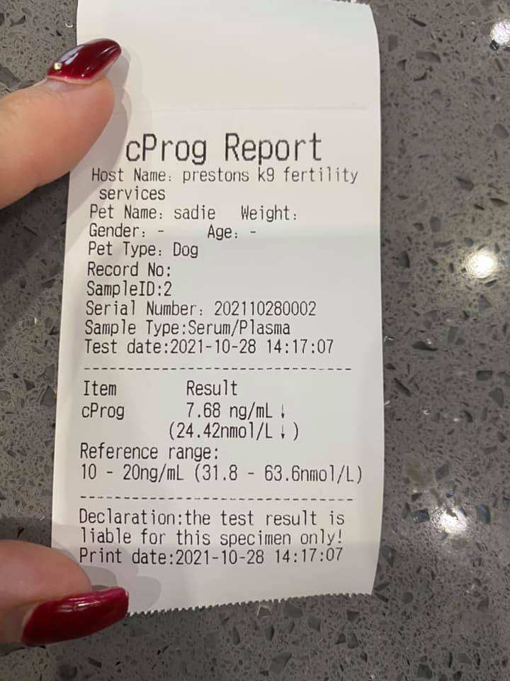 Progesterone Testing for Dogs Preston