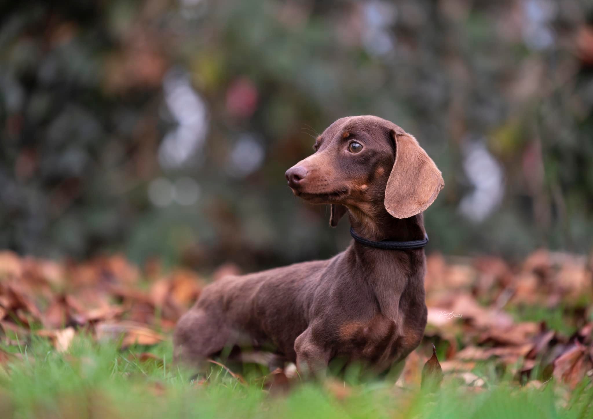 Miniature Dachshund Breeder Preston Preston's K9 Fertility Services