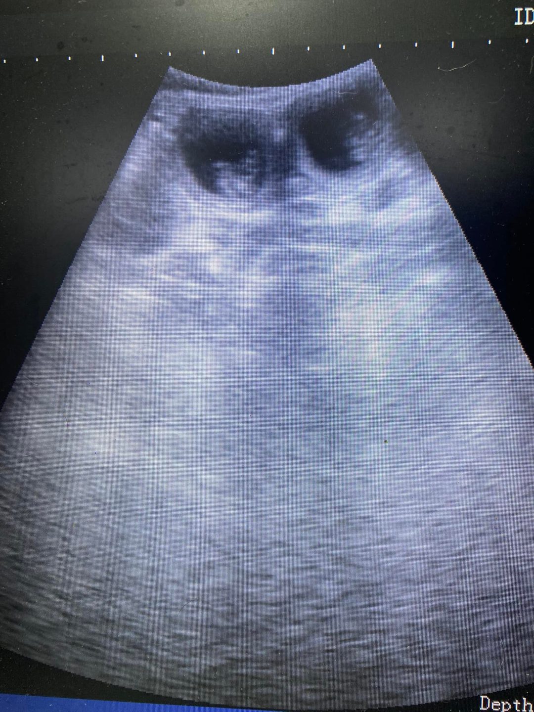 Breeder Ultrasound in Preston