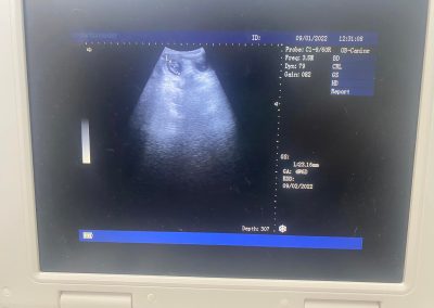 Canine Ultrasound North West