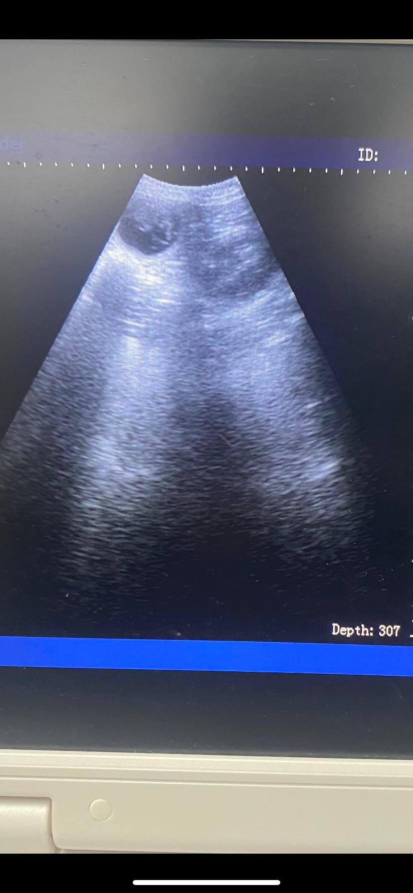 Dog Ultrasound Scan North West