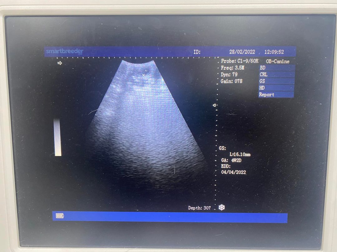 Mobile Ultrasound Scan Preston