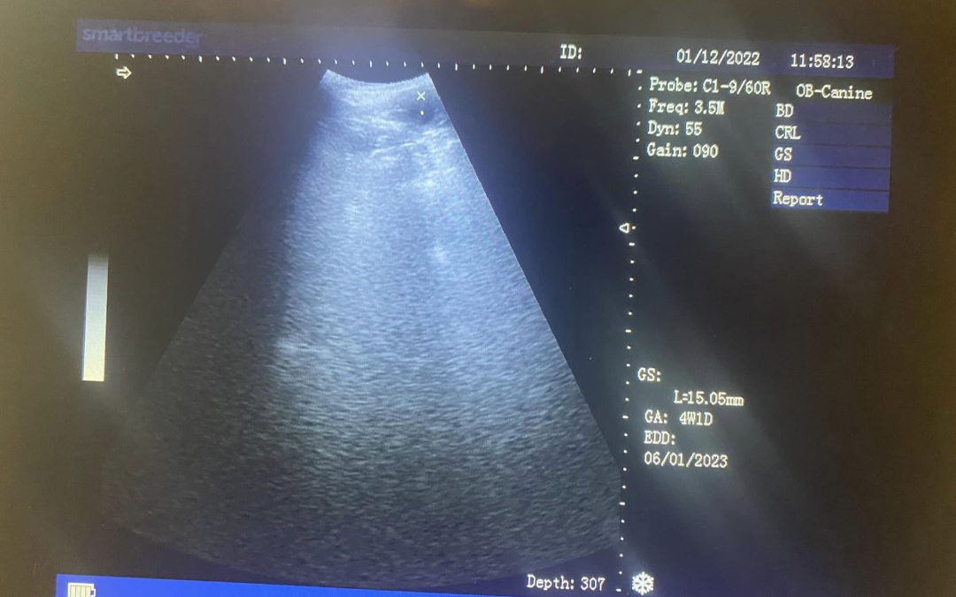 Puppy Ultrasound Preston