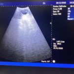 Canine ultrasound Preston