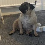 Dog Ultrasound Blackpool