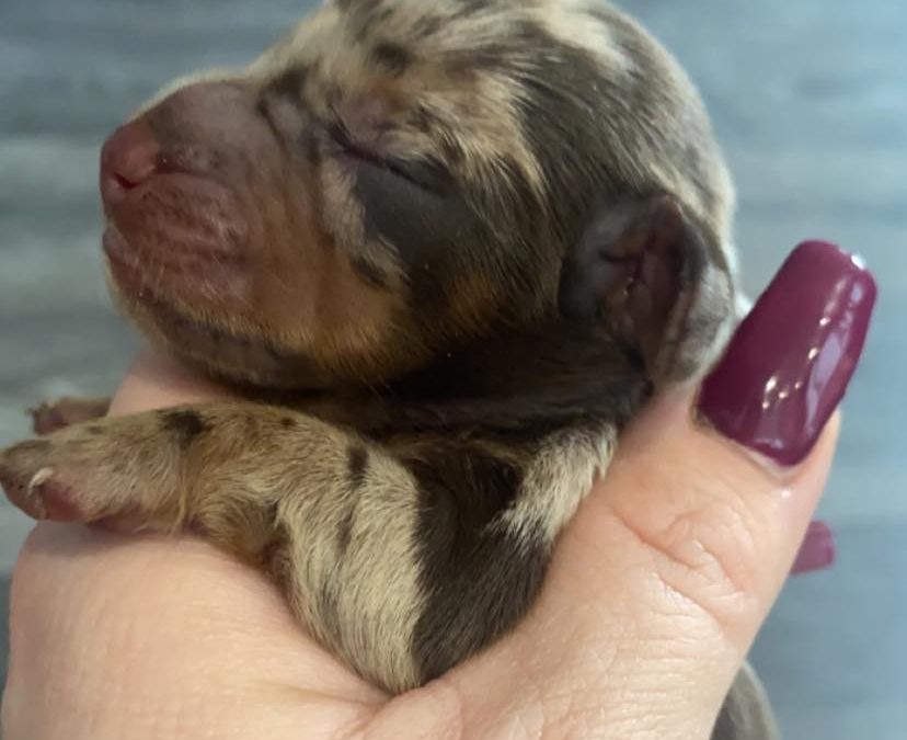 Miniature Dachshund Puppy Preston