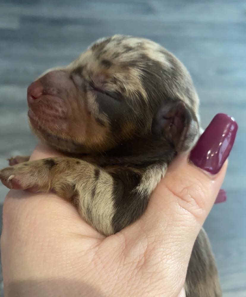Miniature Dachshund Puppy Preston