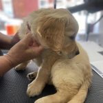 puppy Microchipping Near Me