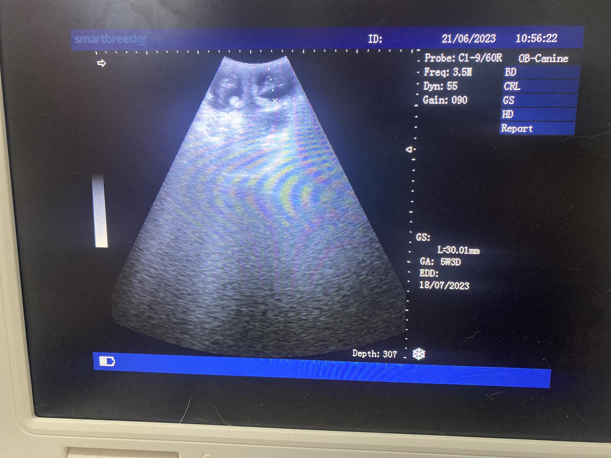 Mobile Dog Ultrasound Preston's K9 Fertility Services Call Now