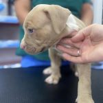 Puppy Vaccination Preston