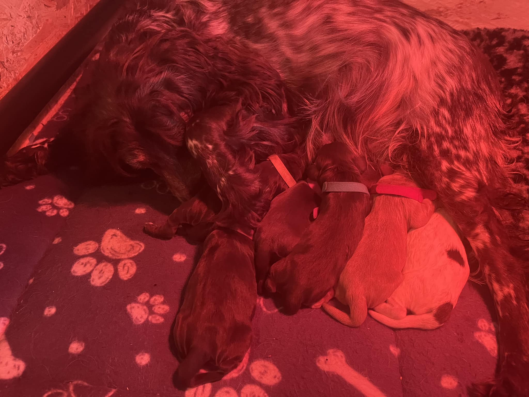 Canine Progesterone Blood Test Preston
