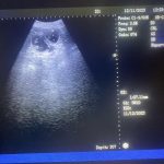 Mobile Canine Ultrasound Scan