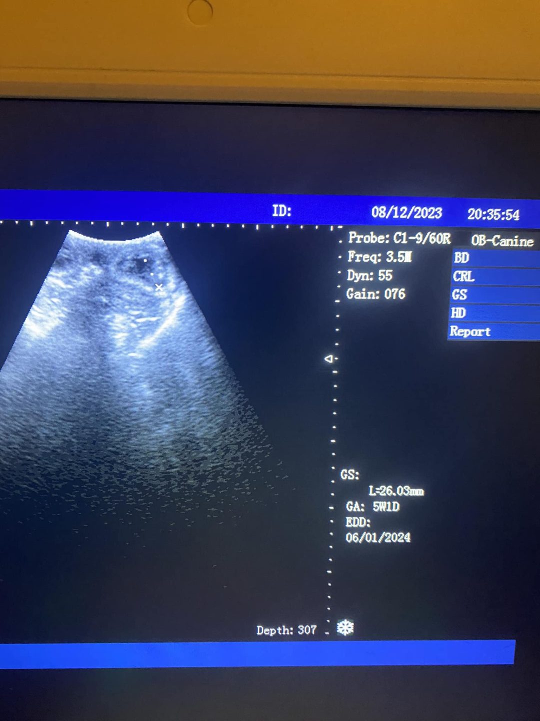 Mobile Cat Ultrasound Preston
