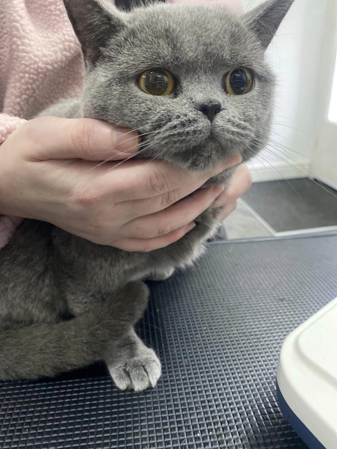 Cat Ultrasound Preston