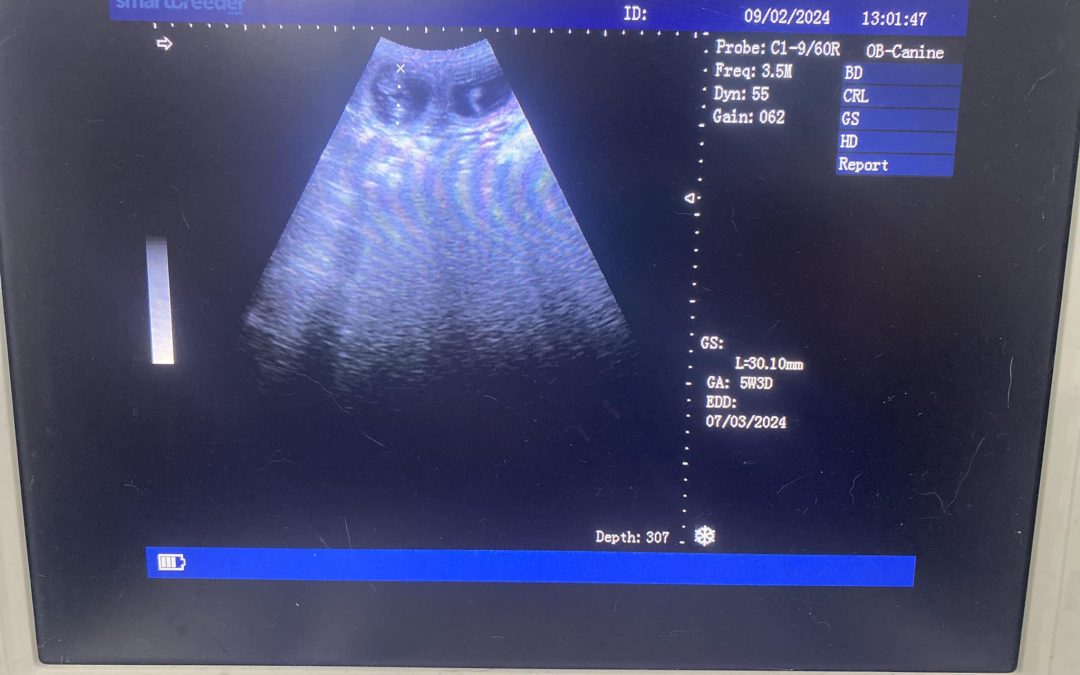Ultrasound Scan for Dogs