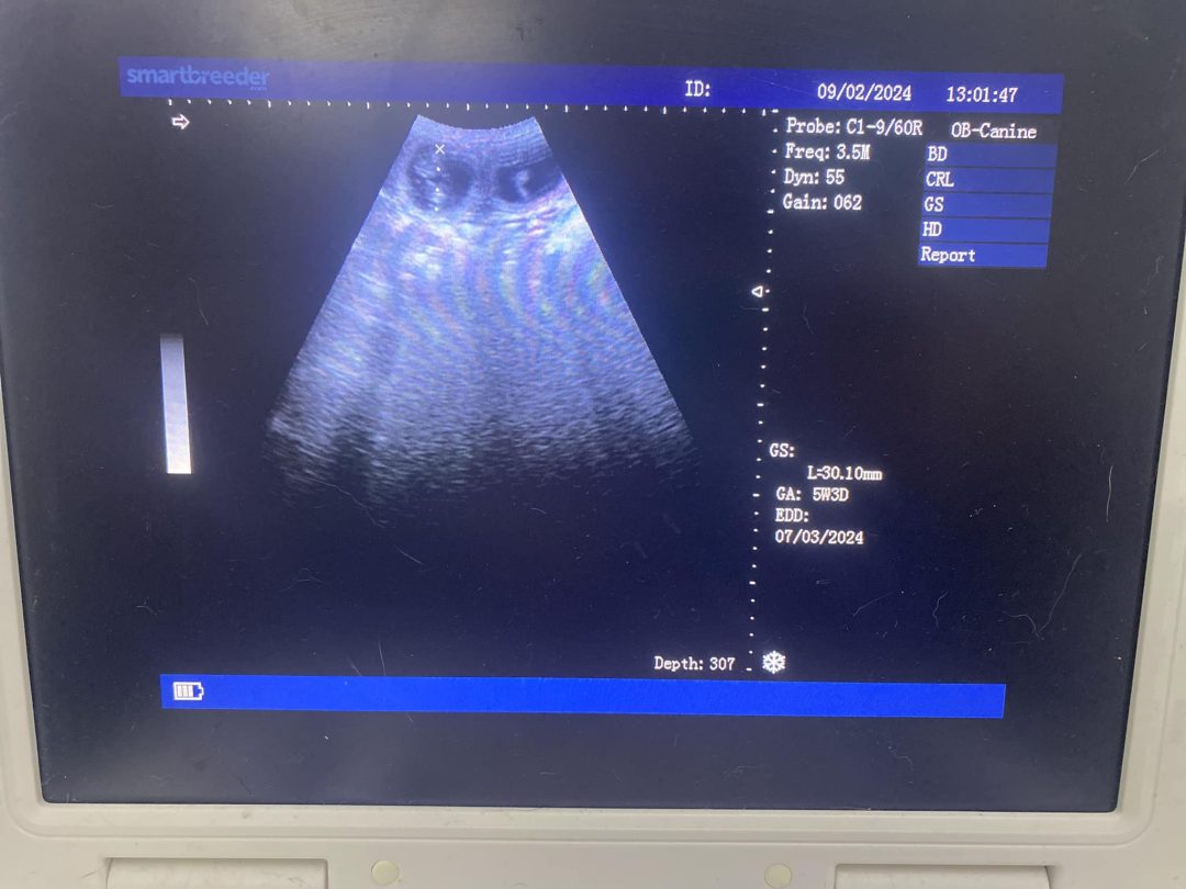 Ultrasound scan for dogs