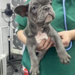 Dog Vaccines Preston