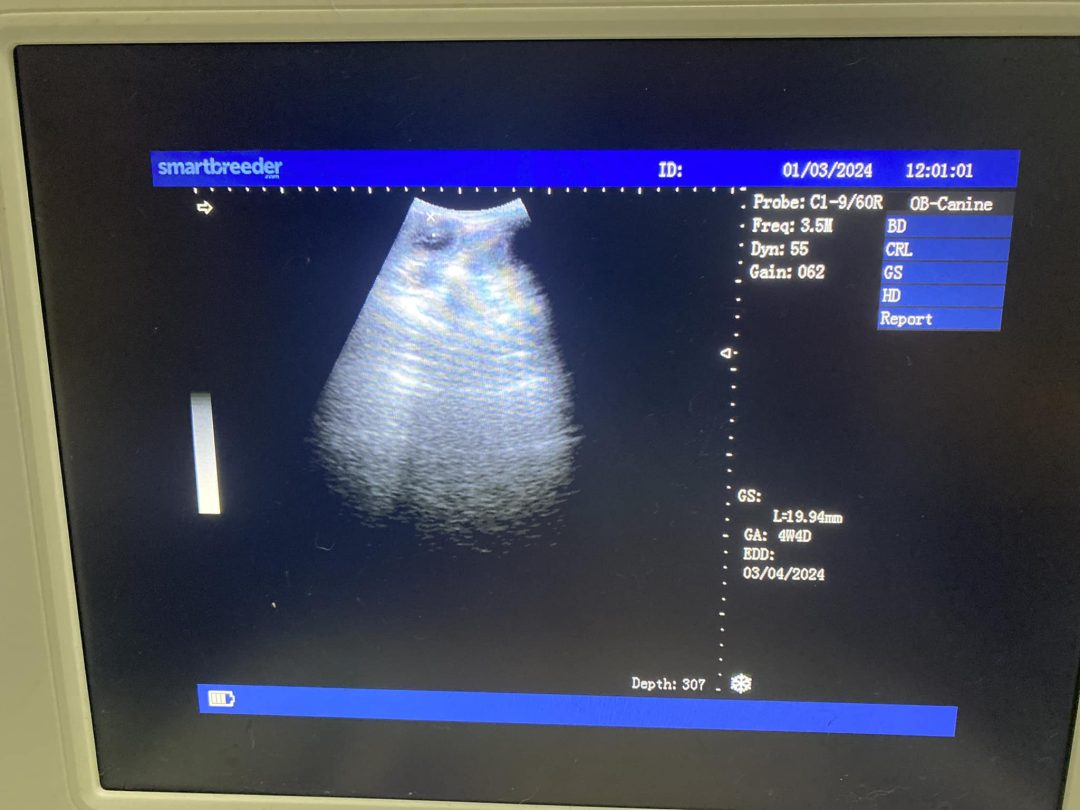 Preston Canine Ultrasound