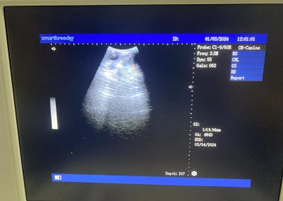Preston Canine Ultrasound
