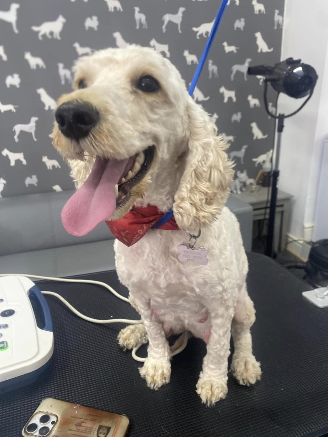 Canine Ultrasound Service Preston
