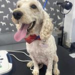 Canine Ultrasound Service Preston