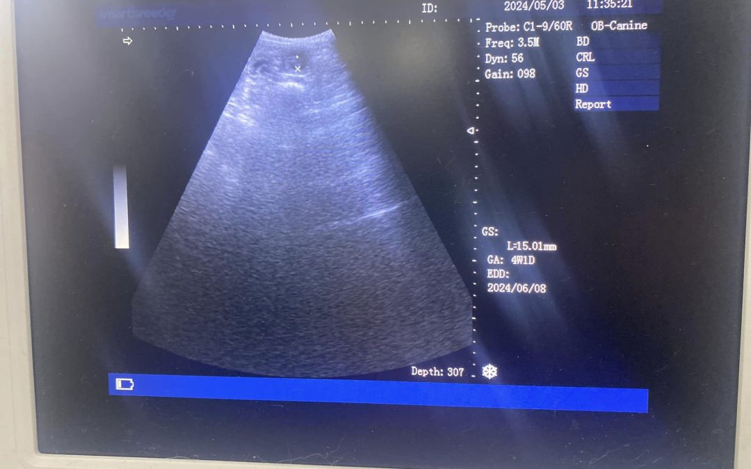 Confirmation ultrasound Scan Preston
