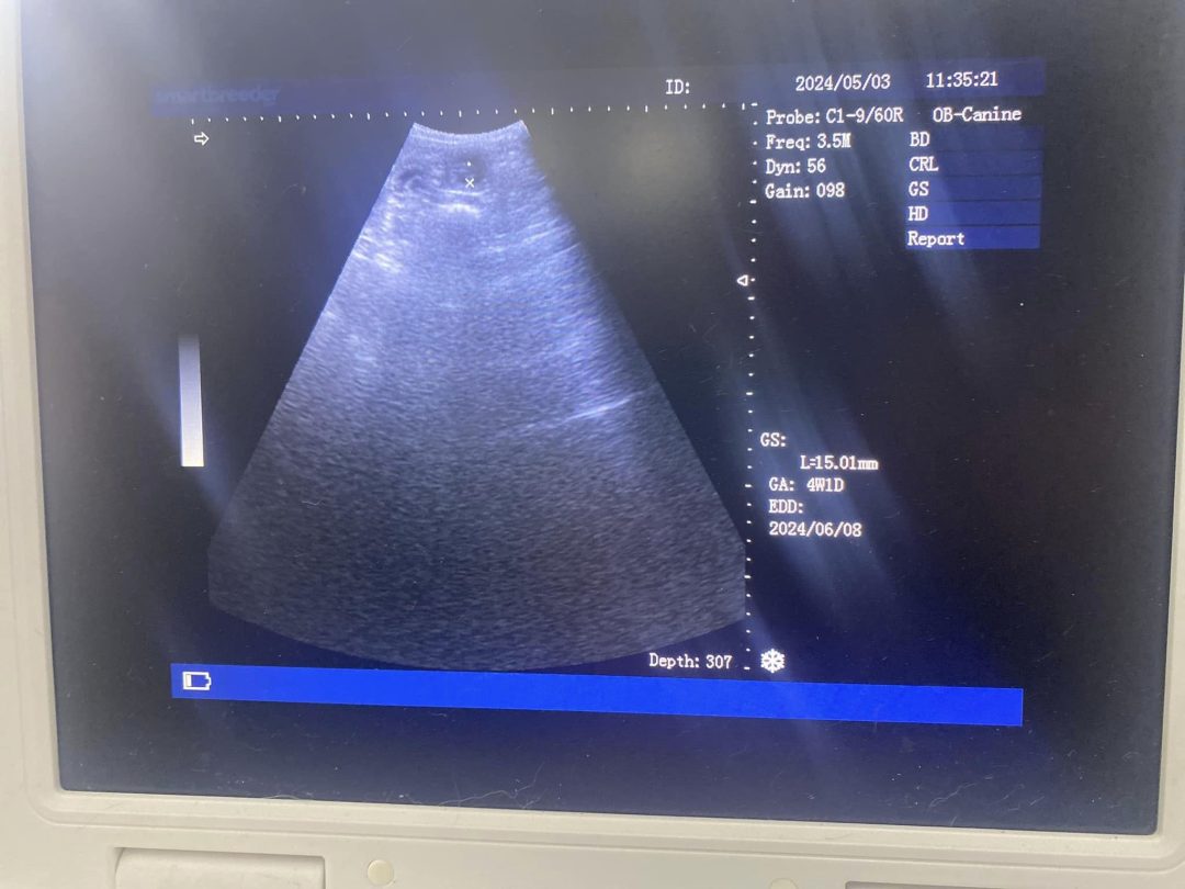 Dog ultrasound Scan Preston