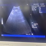 Dog ultrasound Scan Preston
