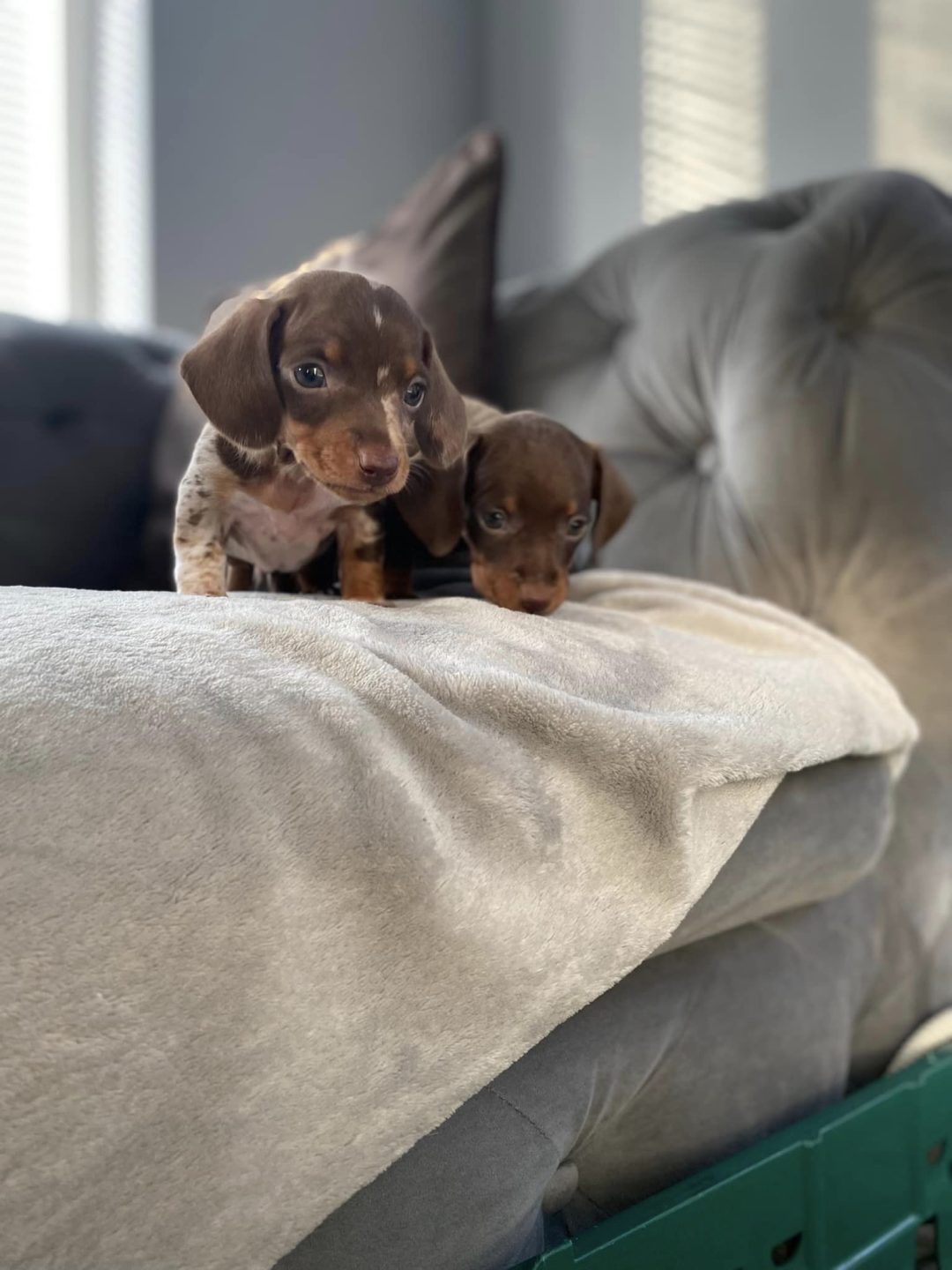 Mini Dachshund Puppies Preston