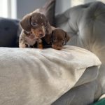 Mini Dachshund Puppies Preston