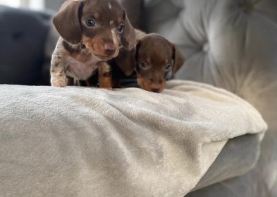 Mini Dachshund Puppies Preston
