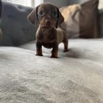 Mini Dachshund Puppies Lancashire