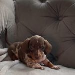 Mini Dachshund Puppy Preston