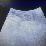 Dog Ultrasound Blackburn