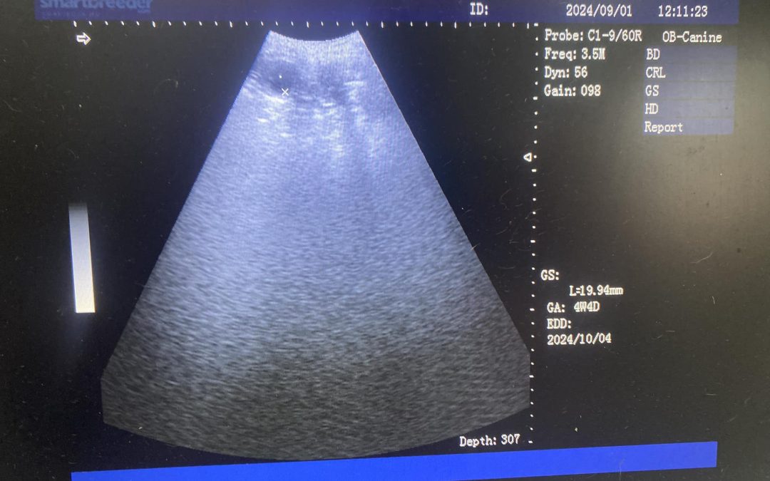 Mobile Dog Ultrasound Pilling