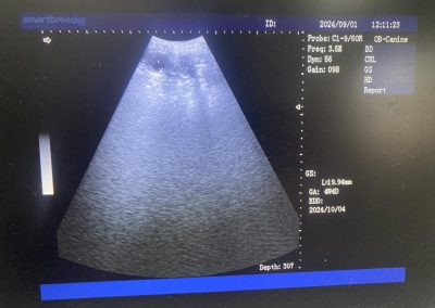 Mobile Dog Ultrasound Pilling