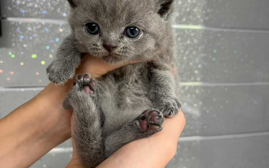 British Short-Haired Kittens Preston