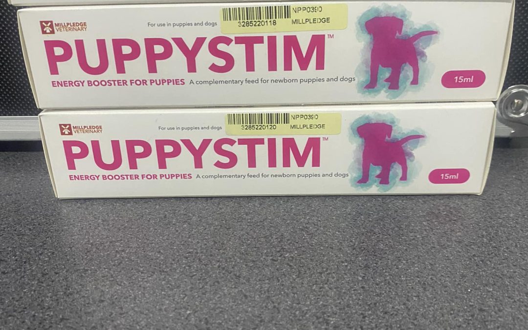 Puppy stim Preston