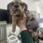 Puppy Vaccination Preston