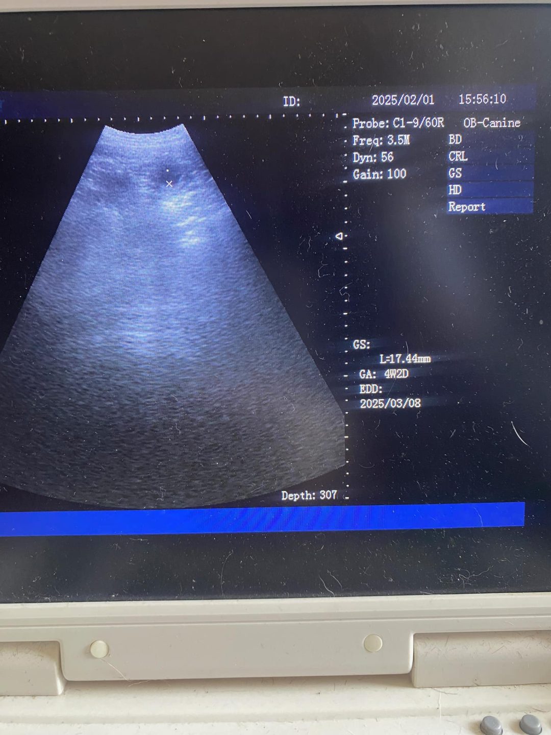 Canine Ultrasound Blackpool