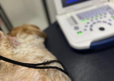 Dog Ultrasound Lancaster