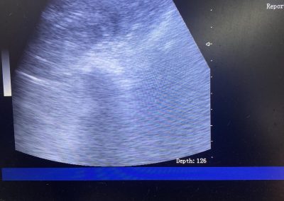 Dog Ultrasound Morecambe