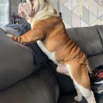 Bulldog Stud Preston