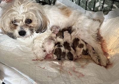 Dog Ultrasound Garstang